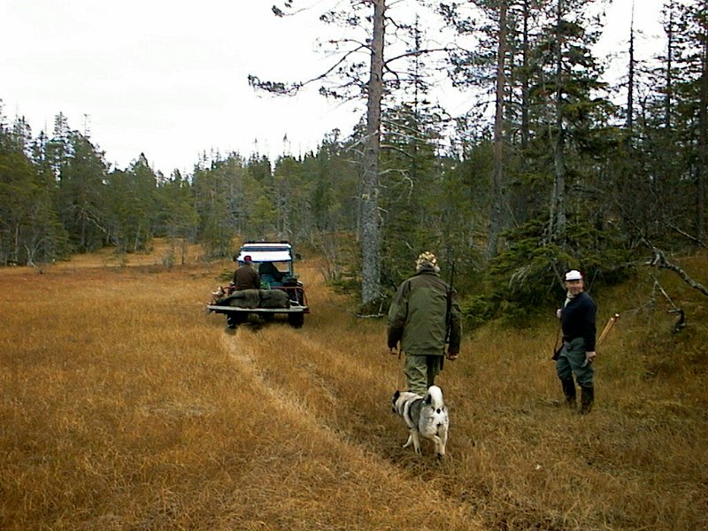 2000 Kneoksen Stakkjolen_7.jpg - Kneoksen var siste dyr på årets kvote for Indre Venna Elgjaktlag.